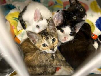 Domestic Short Hair Cats Available for Adoption in Tustin, California - NICK | PetCurious
