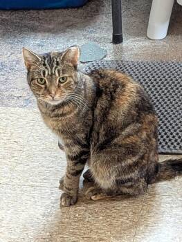Tabby Cats Available for Adoption in Cleveland, Ohio - Mabeline - Marbled Tabby | PetCurious