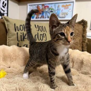 Wanda -  Domestic Short Hair Cat for Adoption in Madison, Wisconsin - Wanda | PetCurious