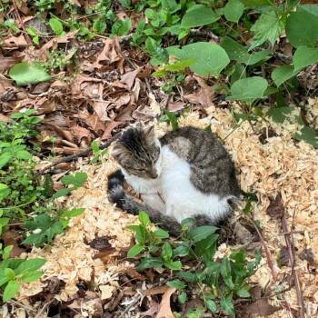 Cosette -  Domestic Short Hair Cat for Adoption in Asheville, North Carolina - Cosette | PetCurious