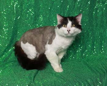 Domestic Long Hair Cats Available for Adoption in Rock Falls, Illinois - Dominose | PetCurious
