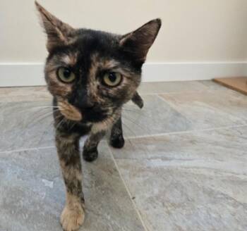 Candy Stripes -  Domestic Short Hair Cat for Adoption in Youngsville, North Carolina - Candy Stripes | PetCurious