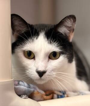 Rescue Domestic Short Hair Cats for Adoption in Cumberland, Maine - Shylo | PetCurious