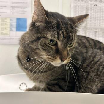 Domestic Medium Hair Cats Available for Adoption in Park City, Utah - Loki | PetCurious
