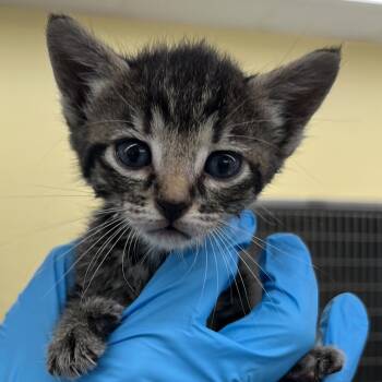 Domestic Short Hair Cats Available for Adoption in West Palm Beach, Florida - Bacardi | PetCurious
