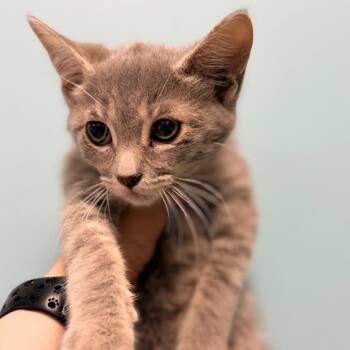 Domestic Short Hair Cats Available for Adoption in Columbus, Georgia - Ares | PetCurious