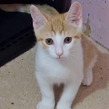 WHISKERTAIL -  Tabby Cat for Adoption in Delhi, Ontario - WHISKERTAIL | PetCurious