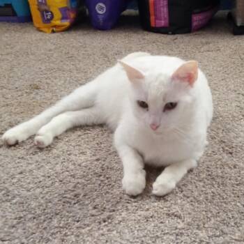 Rescue Domestic Short Hair Cats for Adoption in Parma Heights, Ohio - Potato | PetCurious