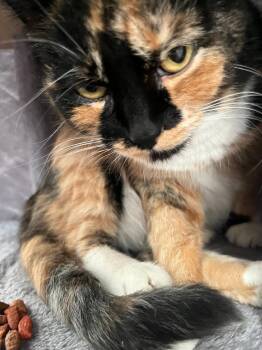 Calico Cats Available for Adoption in Pasco, Washington - Rosco Girl | PetCurious