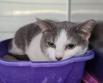 Rescue Domestic Short Hair Cats for Adoption in Willmar, Minnesota - Mello Yello | PetCurious