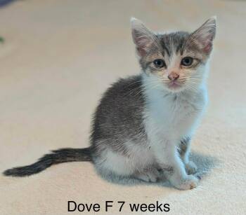 Dove -  Domestic Medium Hair Cat for Adoption in Fort Payne, Alabama - Dove | PetCurious