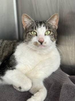 Domestic Short Hair Cats Available for Adoption - Peter | PetCurious