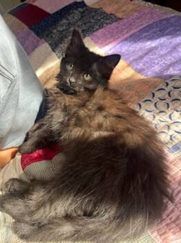 Rescue Domestic Medium Hair and Domestic Short Hair Cats for Adoption in Knoxville, Tennessee - Baby | PetCurious