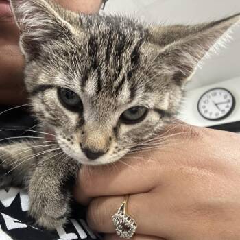 Samuel -  Domestic Short Hair Cat for Adoption in Newark, New Jersey - Samuel | PetCurious