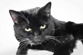 Domestic Short Hair Cats Available for Adoption in Loveland, Colorado - LOLA | PetCurious