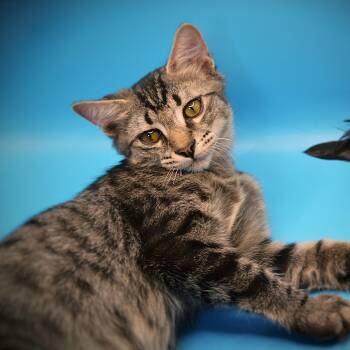 Jack -  Domestic Short Hair Cat for Adoption in Houston, Texas - Jack | PetCurious
