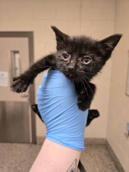 Blackberry -  Domestic Short Hair Cat for Adoption in Westland, Michigan - Blackberry | PetCurious