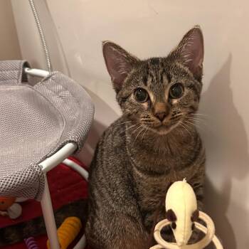 Alex -  Tabby Cat for Adoption in Lancaster, South Carolina - Alex | PetCurious