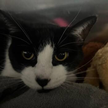 Sueki Lee -  Domestic Short Hair Cat for Adoption in Lakeland, Florida - Sueki Lee | PetCurious