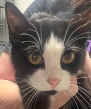 Squeak -  Domestic Short Hair Cat Available for Adoption in Saginaw, Michigan - Squeak | PetCurious