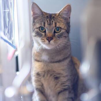 Cheyenne -  Domestic Short Hair Cat for Adoption in Wilmington, Delaware - Cheyenne | PetCurious