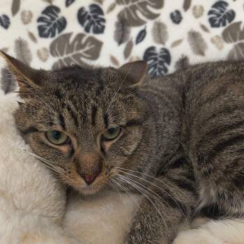 Kane -  Domestic Short Hair Cat for Adoption in Riverwoods, Illinois - Kane | PetCurious