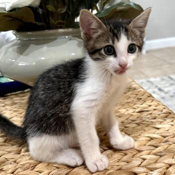 Benjamin -  Domestic Short Hair Cat for Adoption in Midland, Texas - Benjamin | PetCurious