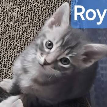 Domestic Short Hair Cats Available for Adoption in Lutz, Florida - Roy | PetCurious