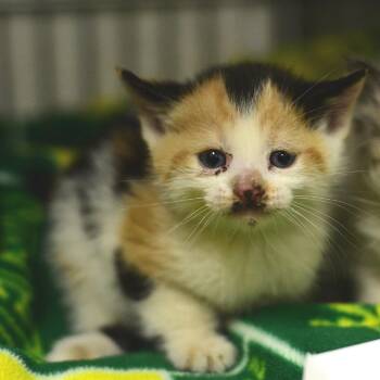 Spaghetti -  Domestic Short Hair Cat for Adoption in Idaho Falls, Idaho - Spaghetti | PetCurious