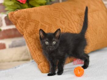 Rescue Domestic Short Hair Cats for Adoption in Conroe, Texas - Riley (Sky Litter) | PetCurious