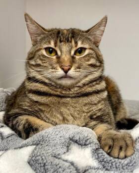Ember -  Domestic Short Hair Cat for Adoption in Novato, California - Ember | PetCurious
