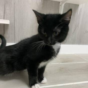 Peeta -  Domestic Short Hair Cat Available for Adoption in Franklin, North Carolina - Peeta | PetCurious