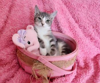 Tabby Cats Available for Adoption in St. Augustine, Florida - Penelope | PetCurious