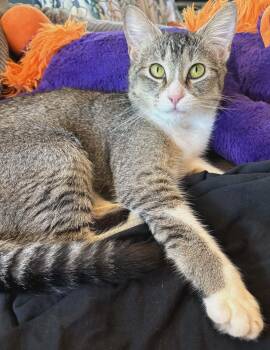 Linda cat no name yet -  Domestic Short Hair Cat Available for Adoption in Snyder, Texas - Linda Cat No Name Yet | PetCurious