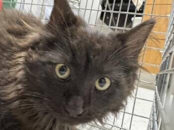 Onyx -  Domestic Medium Hair and Domestic Short Hair Cat for Adoption in Missoula, Montana - Onyx | PetCurious