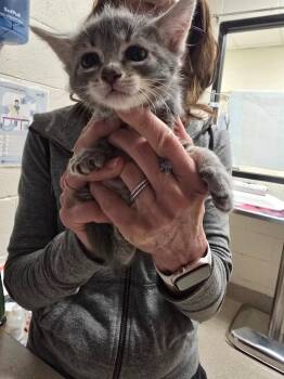 Domestic Long Hair Cats Available for Adoption in Madison, Georgia - Tornado | PetCurious