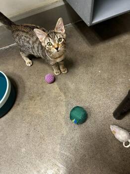 Rescue Domestic Short Hair Cats for Adoption in Zimmerman, Minnesota - Jasper | PetCurious