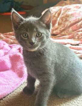 Mira -  Domestic Short Hair Cat for Adoption in Minneapolis, Minnesota - Mira | PetCurious