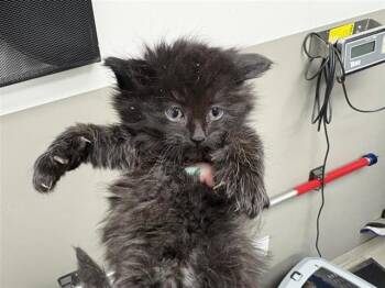 EDGAR -  Domestic Long Hair Cat Available for Adoption in Brentwood, Missouri - EDGAR | PetCurious