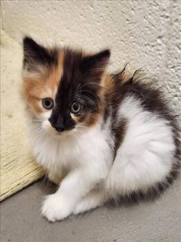 PANKO -  Domestic Medium Hair Cat for Adoption in Hagerstown, Maryland - PANKO | PetCurious