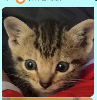 Miller -  Domestic Short Hair Cat for Adoption in Republic, Missouri - Miller | PetCurious