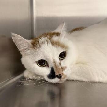 Domestic Short Hair Cats Available for Adoption in Cody, Wyoming - Jeanette | PetCurious