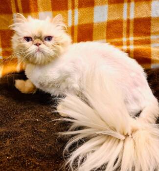 Rescue Persian Cats for Adoption in Lemoore, California - Louise | PetCurious