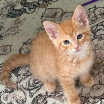 MORGAN -  Domestic Short Hair Cat for Adoption in Gresham, Wisconsin - MORGAN | PetCurious