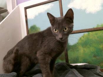 HANA -  Domestic Short Hair Cat for Adoption in Houston, Texas - HANA | PetCurious
