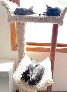 Dewart -  Domestic Short Hair Cat for Adoption in Hobart, Indiana - Dewart | PetCurious