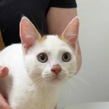 Astro -  Domestic Short Hair Cat for Adoption in Chaska, Minnesota - Astro | PetCurious