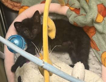 Domestic Short Hair Cats Available for Adoption in Camarillo, California - ISLA | PetCurious