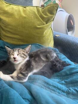 Eric -  Domestic Short Hair Cat for Adoption in Wheaton, Illinois - Eric | PetCurious