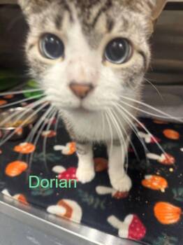Domestic Short Hair Cats Available for Adoption in Hilton Head Island, South Carolina - Dorian | PetCurious
